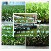 HACC Greatwallturf Huaian Changcheng Artificial Grass/Turf